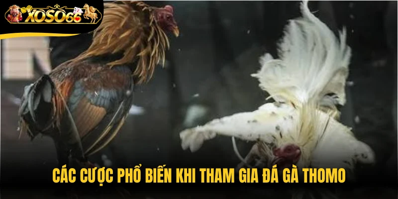 Các cược phổ biến khi tham gia đá gà Thomo