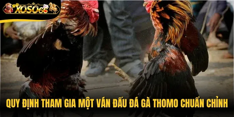 Quy định tham gia một ván đấu đá gà Thomo chuẩn chỉnh