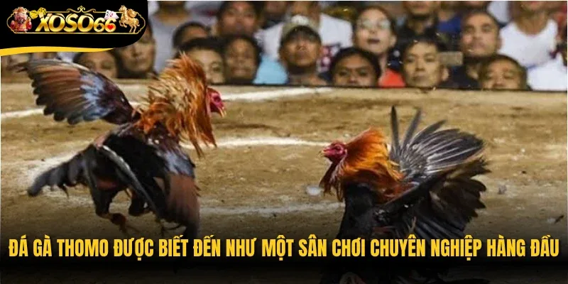 Đá gà Thomo được biết đến như một sân chơi chuyên nghiệp hàng đầu